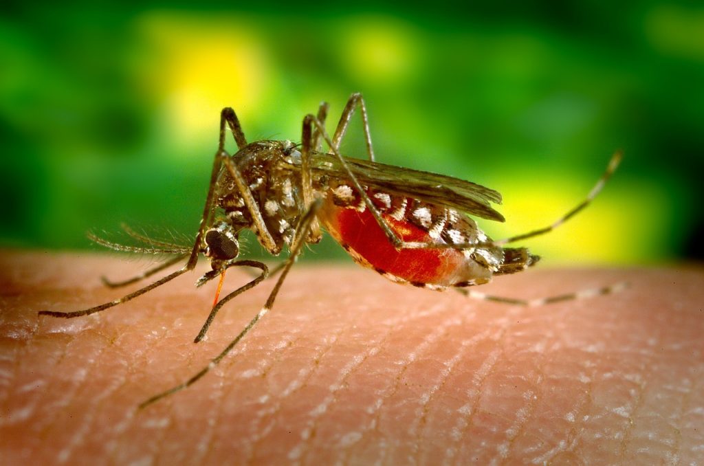 Brasil ultrapassa 5 milhões de casos de dengue e bate novo recorde; número de mortes de aproxima de 3 mil 1