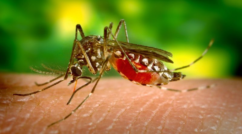 Brasil ultrapassa 5 milhões de casos de dengue e bate novo recorde; número de mortes de aproxima de 3 mil 1