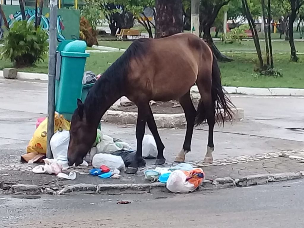 Animais transitam e consomem alimentos do lixo na Praça da Matriz em Abrantes 2