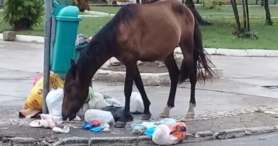 Animais transitam e consomem alimentos do lixo na Praça da Matriz em Abrantes 1