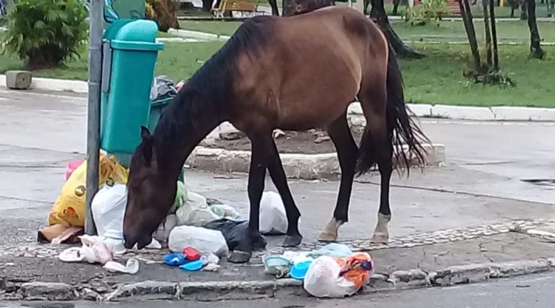 Animais transitam e consomem alimentos do lixo na Praça da Matriz em Abrantes 1