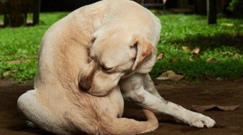 Doença do carrapato tem levado a óbito cães na Orla de Camaçari 1