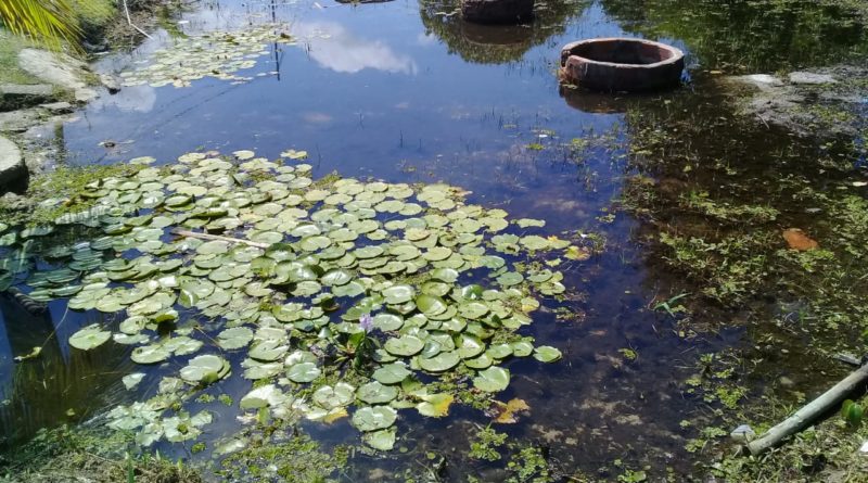 Distrito de Abrantes convoca a população para discutir a revitalização da Fonte do Buraquinho e a implantação do Parque das Dunas de Abrantes e Jauá 1