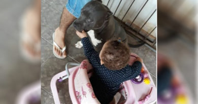 Criança de 1 ano morre ao ser atacada por pitbull no interior da Bahia 5