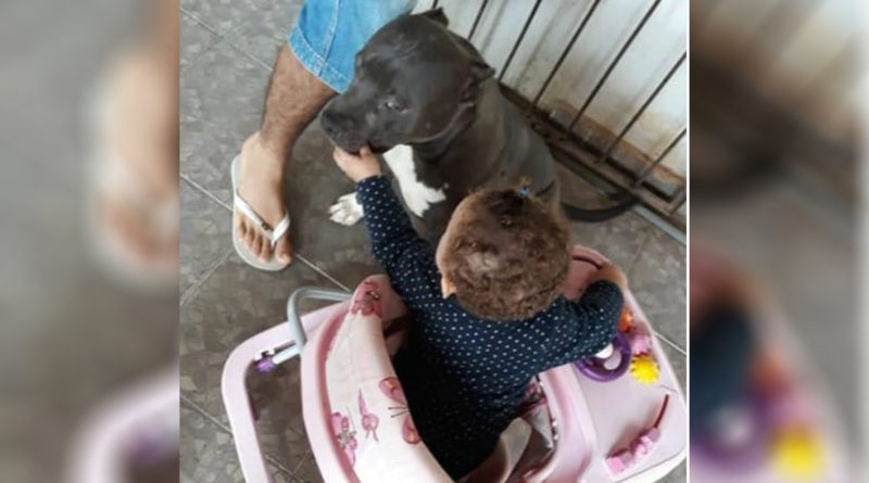 Criança de 1 ano morre ao ser atacada por pitbull no interior da Bahia 1