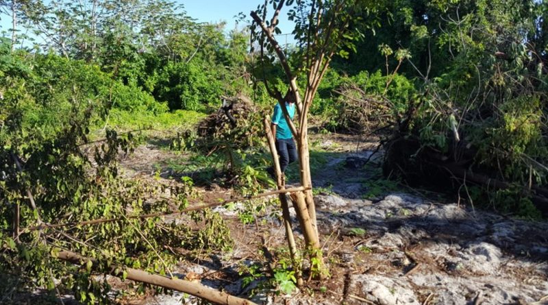 Moradores da Rua Paraty em Arembepe denunciam devastação de área verde 1