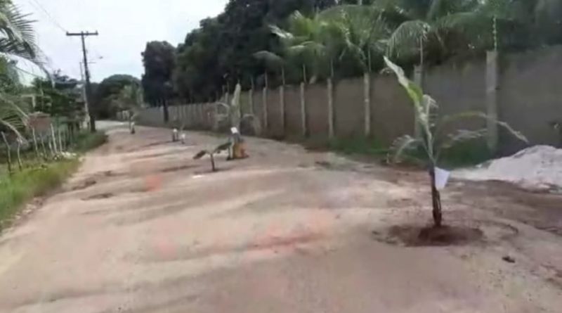 Moradores da Estrada Velha de Monte Gordo fazem protesto plantando bananeiras nos buracos da via 1