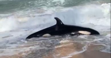 Orca encalha e morre em praia do Litoral Norte 4