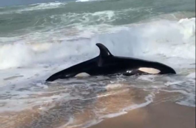 Orca encalha e morre em praia do Litoral Norte 1