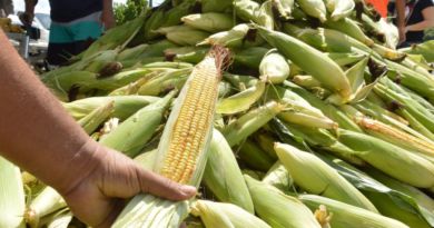 Prefeitura de Camaçari vai distribuir 12 pontos de venda para a tradicional Feira do Milho 3