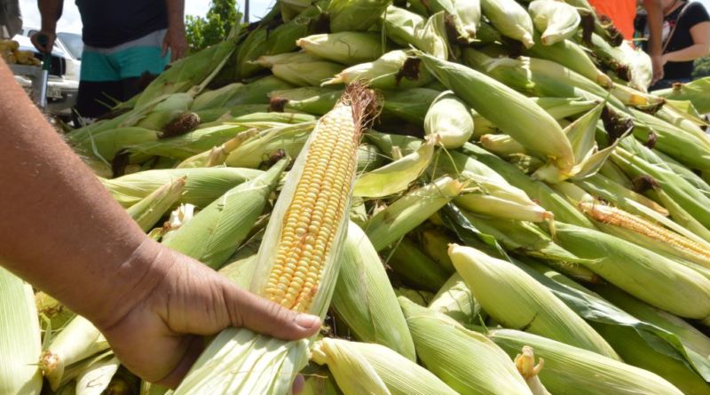 Prefeitura de Camaçari vai distribuir 12 pontos de venda para a tradicional Feira do Milho 1