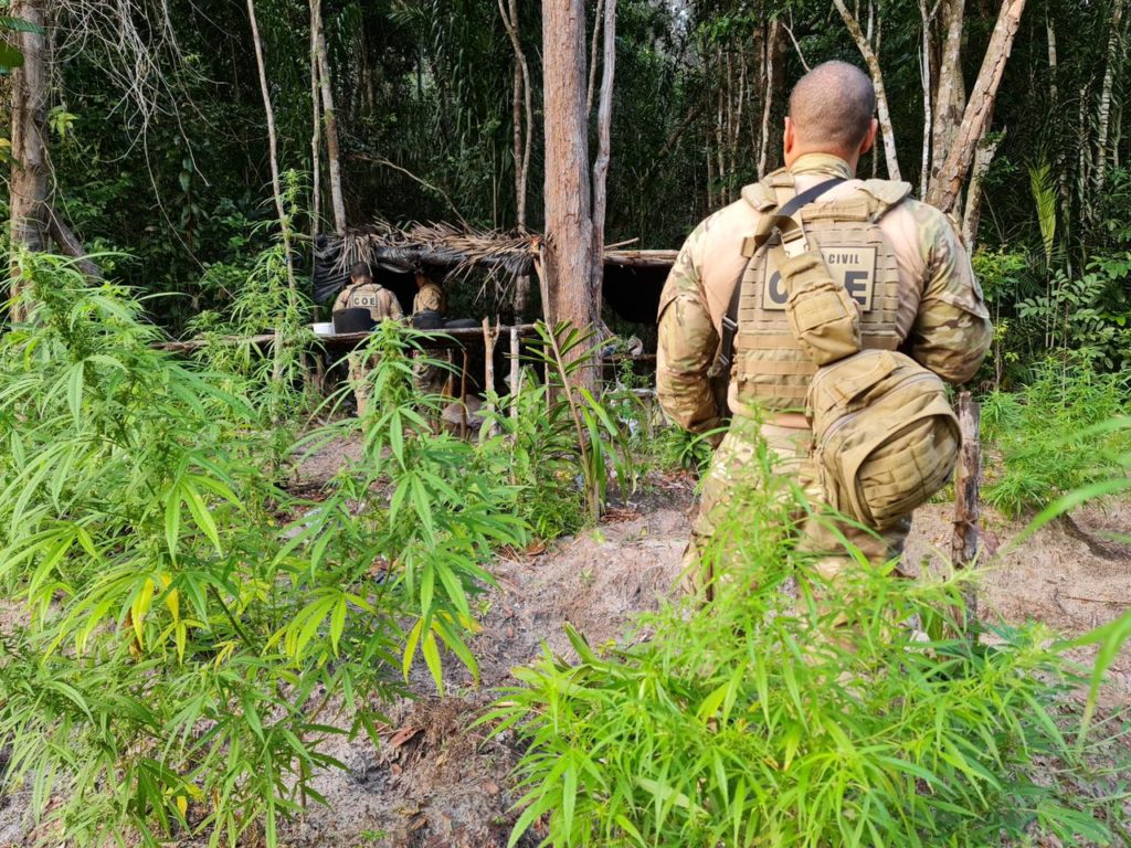 Polícia erradica três mil pés de maconha no município de Conde 1