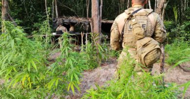 Polícia erradica três mil pés de maconha no município de Conde 4