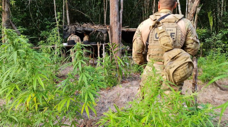 Polícia erradica três mil pés de maconha no município de Conde 1