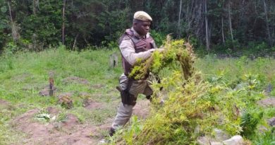 Polícia encontra 2.500 pés de maconha em Conde, litoral Norte da Bahia 1