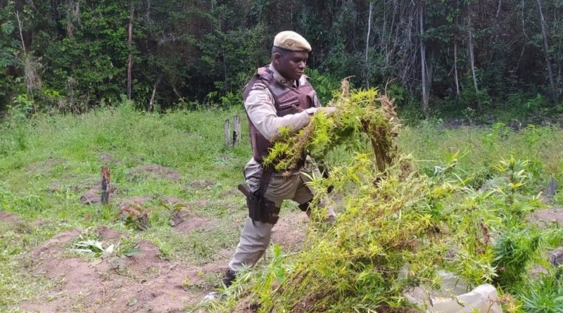 Polícia encontra 2.500 pés de maconha em Conde, litoral Norte da Bahia 1