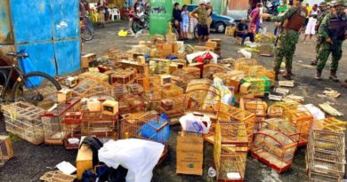 Polícia Ambiental resgata 468 animais silvestres em menos de um ano 2