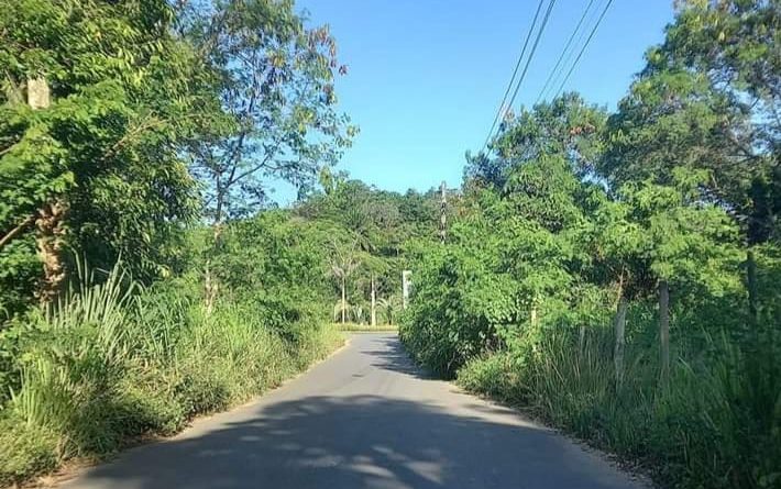 Mato toma conta da estrada de acesso a comunidade Quilombola da Cordoaria e moradores reclamam do abandono 1