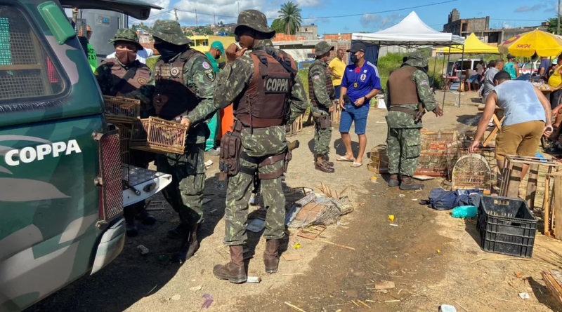 Quatro homens são presos com 120 aves silvestres em feira de Simões Filho 1