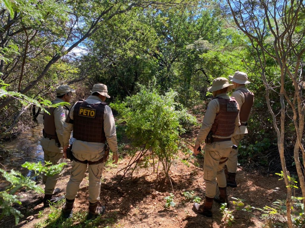 Quatro mil pés de maconha e acampamento são destruídos no interior da Bahia 1