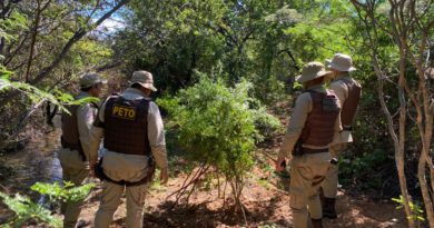 Quatro mil pés de maconha e acampamento são destruídos no interior da Bahia 3