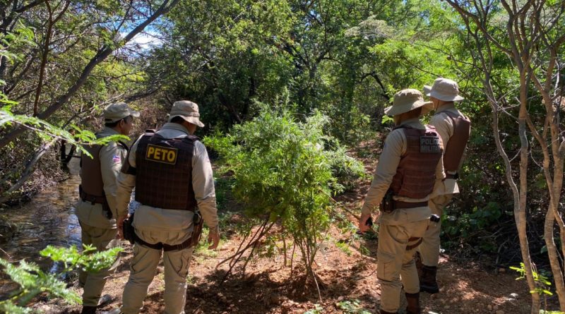 Quatro mil pés de maconha e acampamento são destruídos no interior da Bahia 1