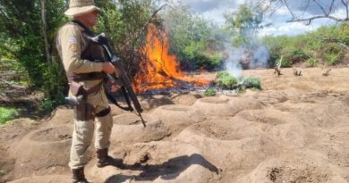 Operação da Polícia erradica mais de meio milhão de pés de maconha na região Norte da Bahia 2