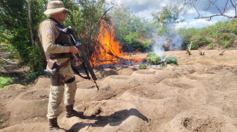 Operação da Polícia erradica mais de meio milhão de pés de maconha na região Norte da Bahia 1