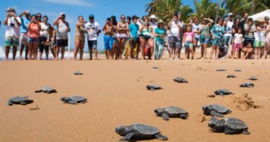 SOS Tartarugas: Praia de Stella Maris recebe ação da Secis neste sábado (4) 2