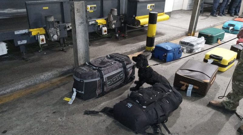 PF e PC fazem operação conjunta para combater chegada de drogas em bagagens no Aeroporto de Salvador 1