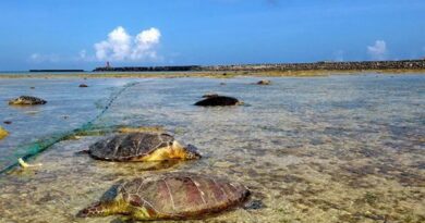 Dezenas de tartarugas marinhas protegidas são mortas por ação de um pescador no Japão 2