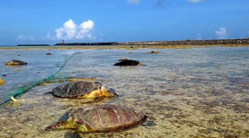 Dezenas de tartarugas marinhas protegidas são mortas por ação de um pescador no Japão 1