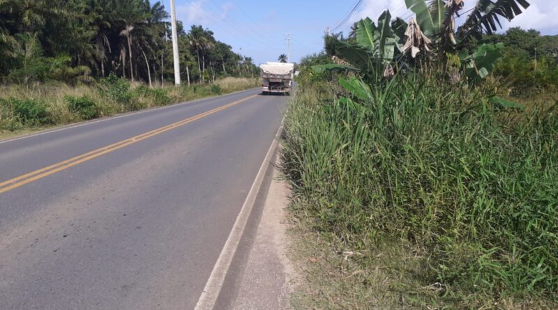 Mato toma acostamento da Via Cascalheira e moradores cobram manutenção do Governo do Estado 1