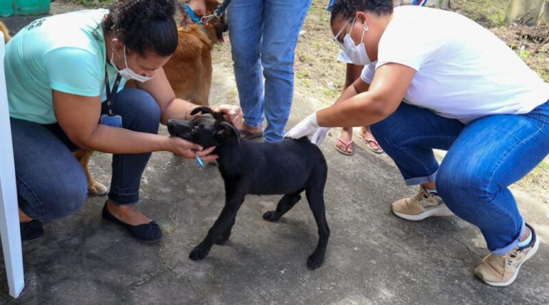 Campanha de vacinação antirrábica animal segue até 17/9 em Camaçari 1