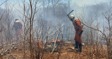 Incêndios florestais seguem em diversas regiões da Bahia; Mais de 200 bombeiros lutam para combater o fogo em todo estado 5