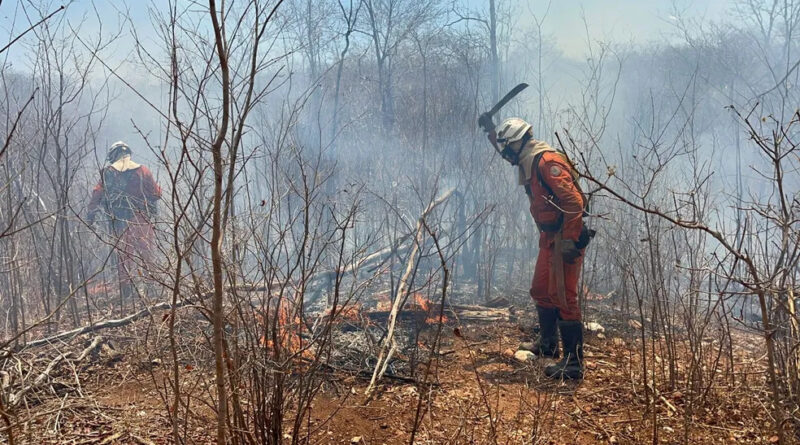 Incêndios florestais seguem em diversas regiões da Bahia; Mais de 200 bombeiros lutam para combater o fogo em todo estado 1