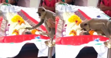 Macaco aparece em funeral de amigo humano que costumava alimentá-lo; veja vídeo 2