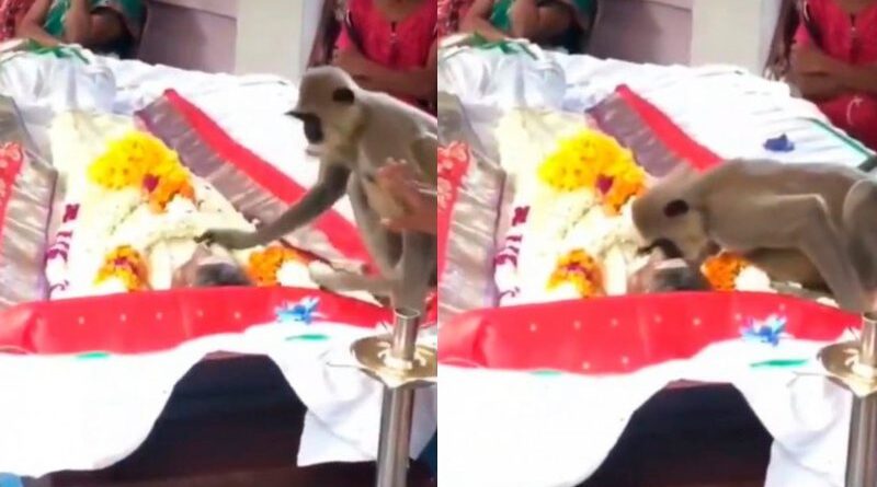 Macaco aparece em funeral de amigo humano que costumava alimentá-lo; veja vídeo 1