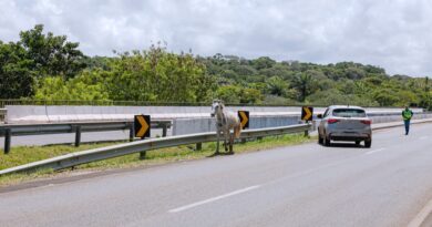 Cavalos são flagrados soltos na Linha verde 2