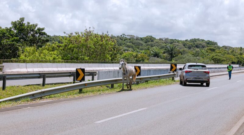 Cavalos são flagrados soltos na Linha verde 4