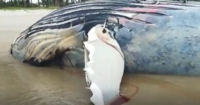 Baleia Jubarte morre em praia do baixo sul da Bahia 4