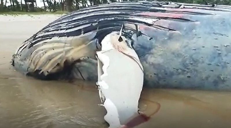 Baleia Jubarte morre em praia do baixo sul da Bahia 1