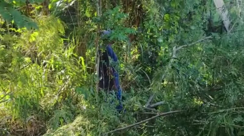 Universidade é acusada de ordenar desmatamento de área verde na capital baiana 1