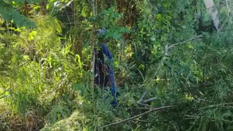 Universidade é acusada de ordenar desmatamento de área verde na capital baiana 1
