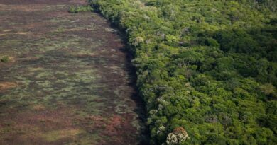 Agenda ambiental do governo Lula não surte efeito e desmatamento cresce no cerrado e na Amazônia 2