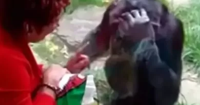 Mulher que se apaixonou por chimpanzé e foi banida de zoo poderá rever o animal