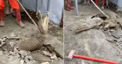 Moradores de bairro indiano são surpreendidos ao descobrir 3 crocodilos vivendo sob calçada 2