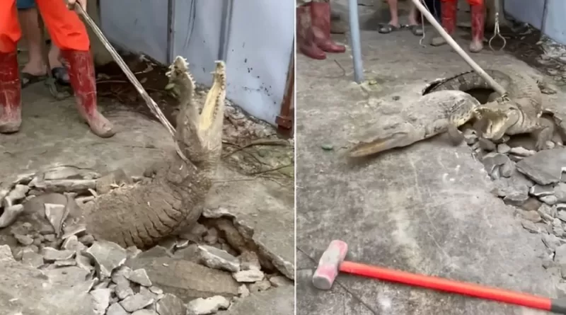 Moradores de bairro indiano são surpreendidos ao descobrir 3 crocodilos vivendo sob calçada 4