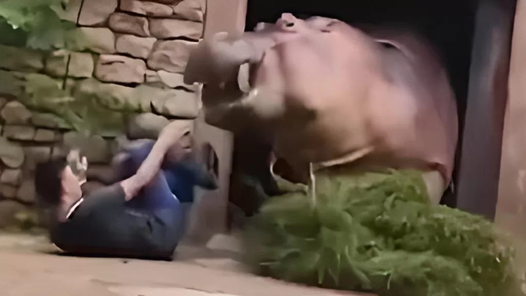 Tratador de animais sobrevive a ataque de hipopótamo em zoológico chinês