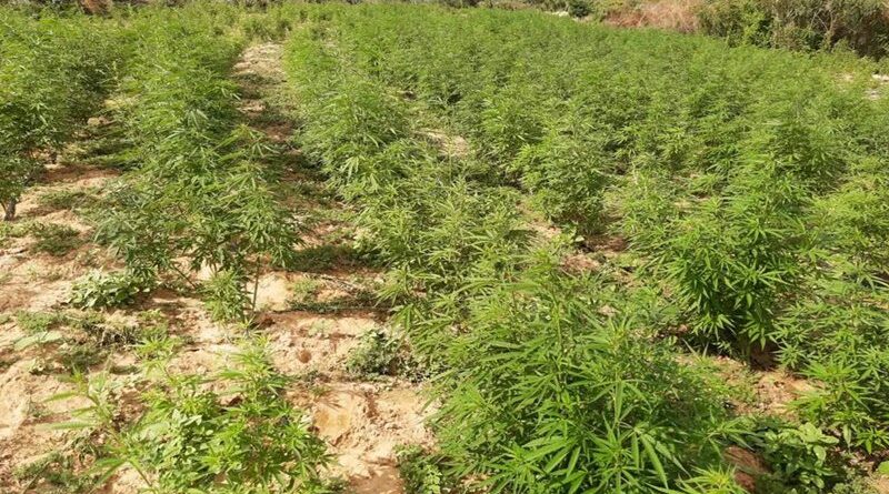 STF Toma decisão polêmica sobre descriminalização da maconha